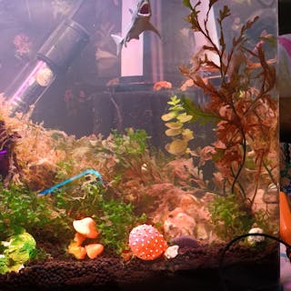 Bettafishcare cover image