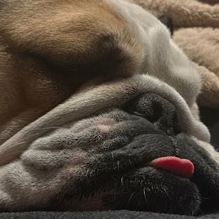 Bulldogs cover image