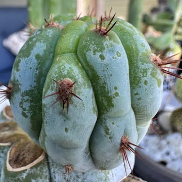 cactus cover image