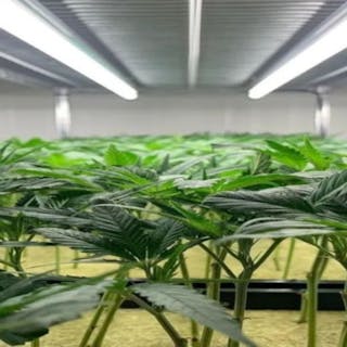 Cannabis Clones US cover image