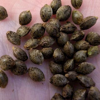 Cannabisbreeding cover image