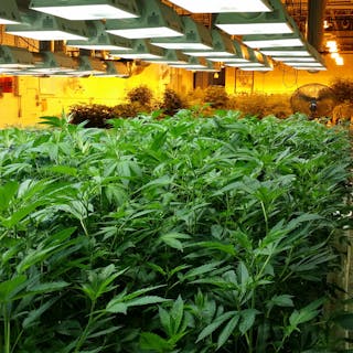 Cannabis Cultivation cover image