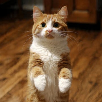 Cat Pictures cover image