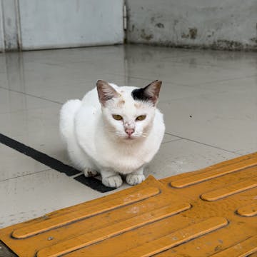 Cat cover image