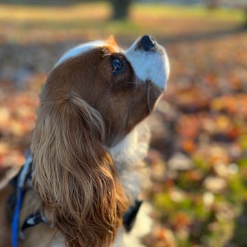 Cavalier King Charles cover image