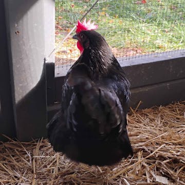 Chickens cover image