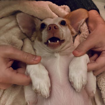 Chihuahua cover image