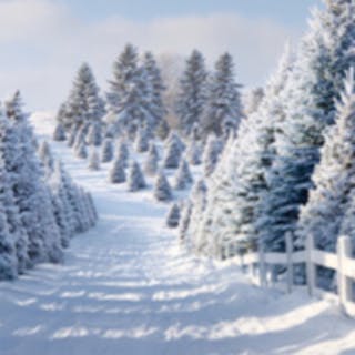 Christmas Trees cover image