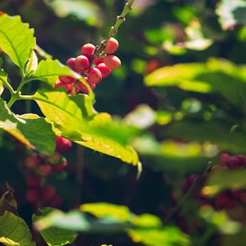 Coffee Industry Workers cover image