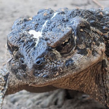 Creatures cover image