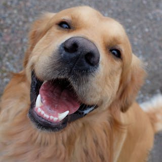 Dog Pictures cover image