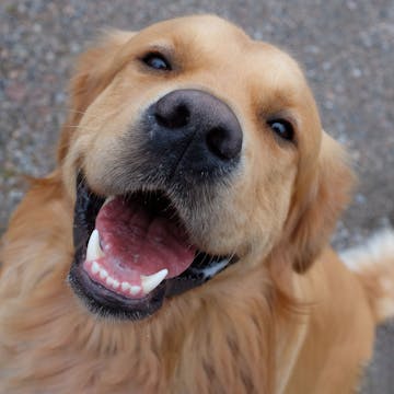 Dog Pictures cover image