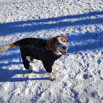 Dog Nation cover image