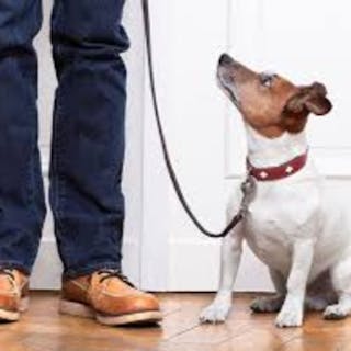 Dog Training cover image