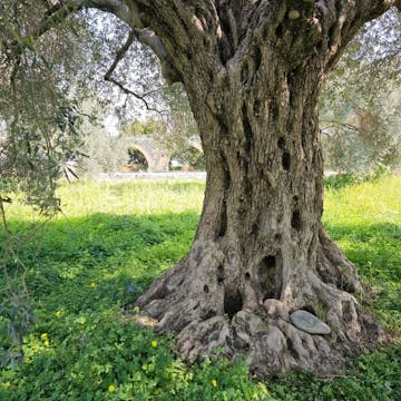 Olive Oil cover image