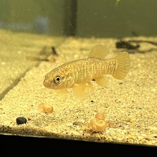 Aquatica cover image