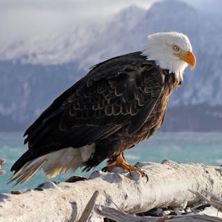 Freedom Community cover image