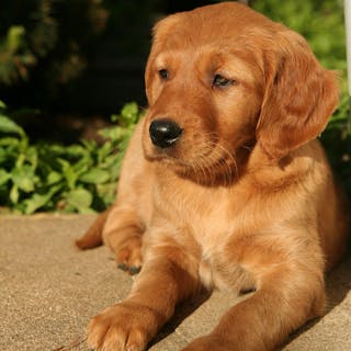 GoldenRetrievers cover image