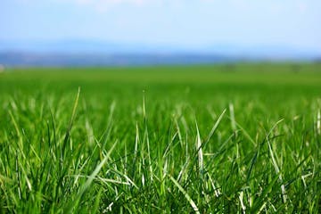 grass cover image