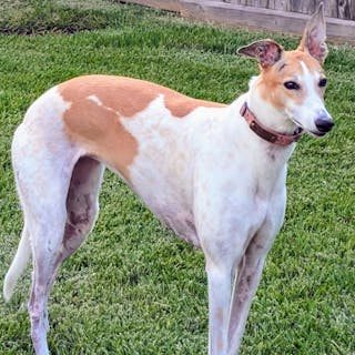 Greyhounds cover image