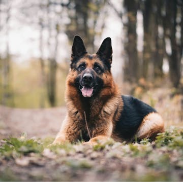 German Shepherd Life cover image