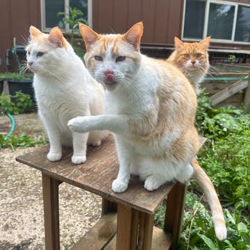 Cats - Happy, Healthy, Content  cover image