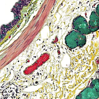 Histopathology cover image