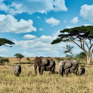 Kenya Travel & Safari Lovers cover image