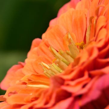 Macro photography cover image