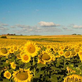 MediaWiki cover image