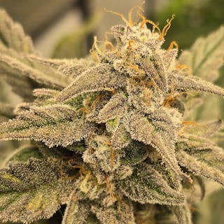 MN Trees cover image