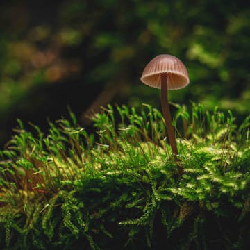 Mushrooms cover image