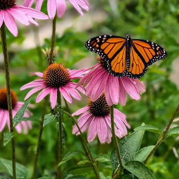 Native Plants cover image