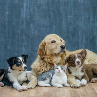 The Pet Collective cover image