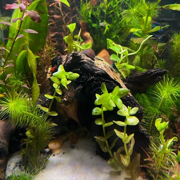 Planted Tanks cover image
