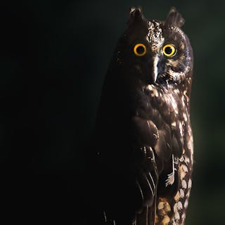 SuperbOwl cover image