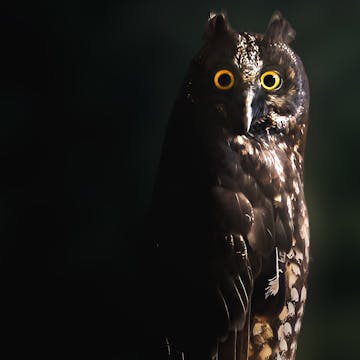 SuperbOwl cover image