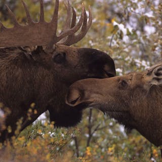 Wildlife Photography cover image